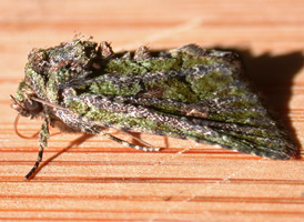 Green Phosphila